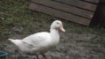 /album/oktober-november/chov-8-013-jpg/